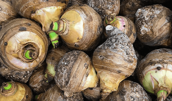 Verduras, Legumes e Seus Benefícios: Os 14 benefícios que o taro pode trazer para a sua saúde!