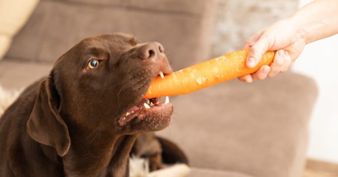 Verduras, Legumes e Seus Benefícios: Cachorro pode comer cenoura? 4 razões pelas quais a resposta é SIM