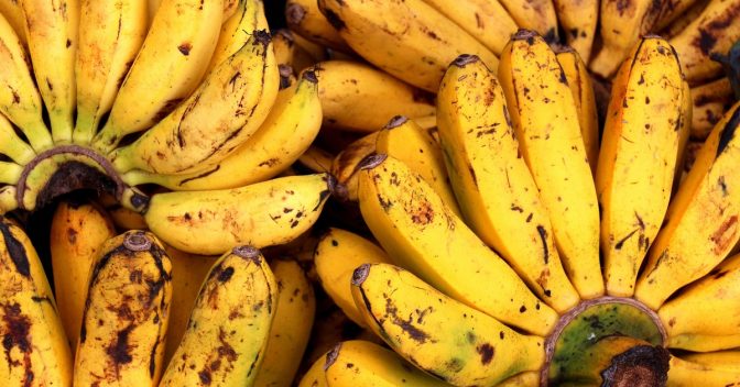 Frutas e Seus Benefícios: Pode comer Banana da Terra crua? Entenda por que essa NÃO é uma boa opção