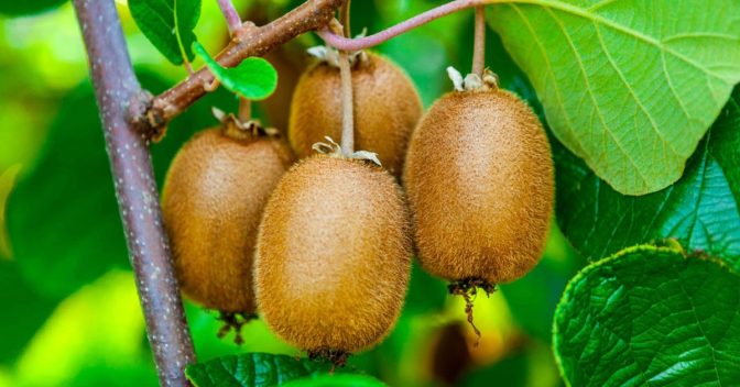 Frutas e Seus Benefícios: Esta é a fruta que ajuda a perder peso se consumida à noite